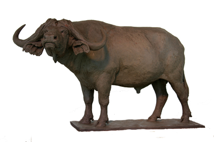 buffalo bull